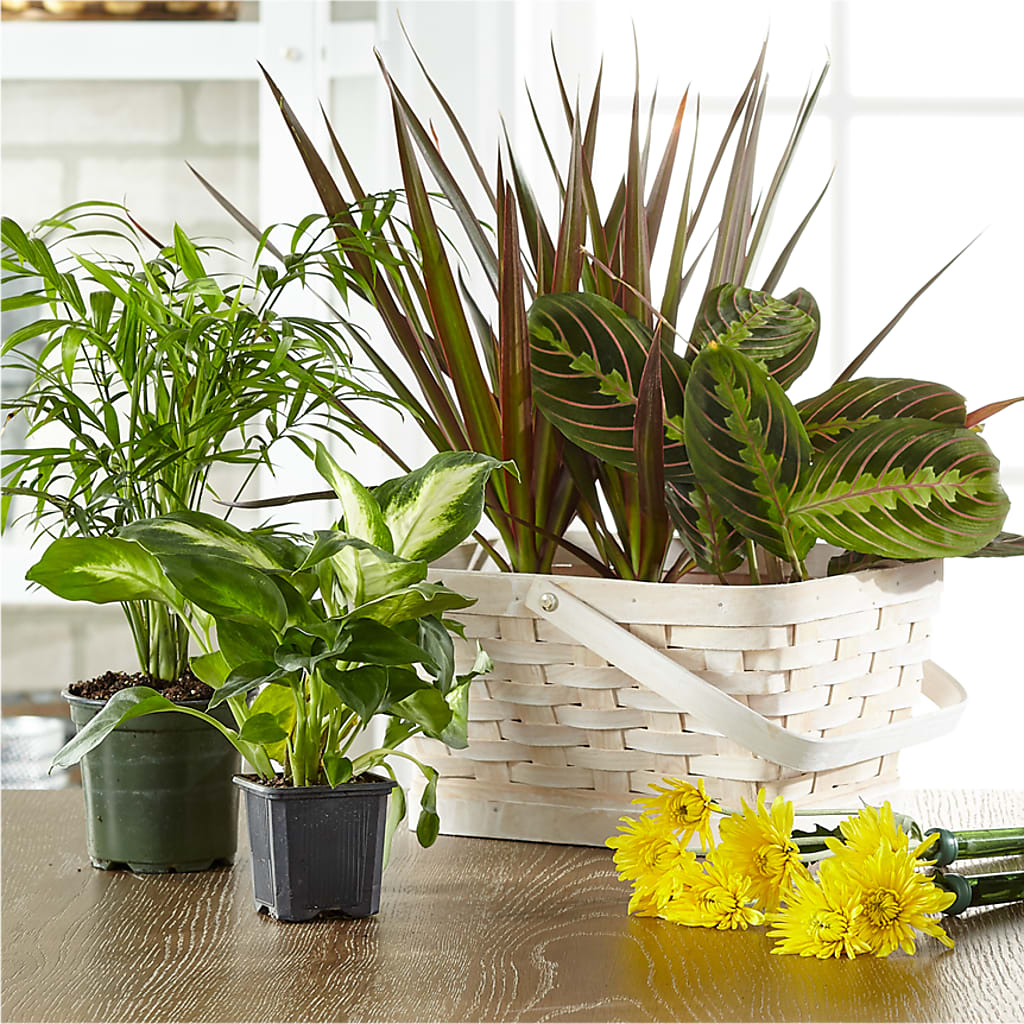 Florist Designed Blooming and Green Plants in a Basket – GAETA'S FLOWERS, Los Gatos CA