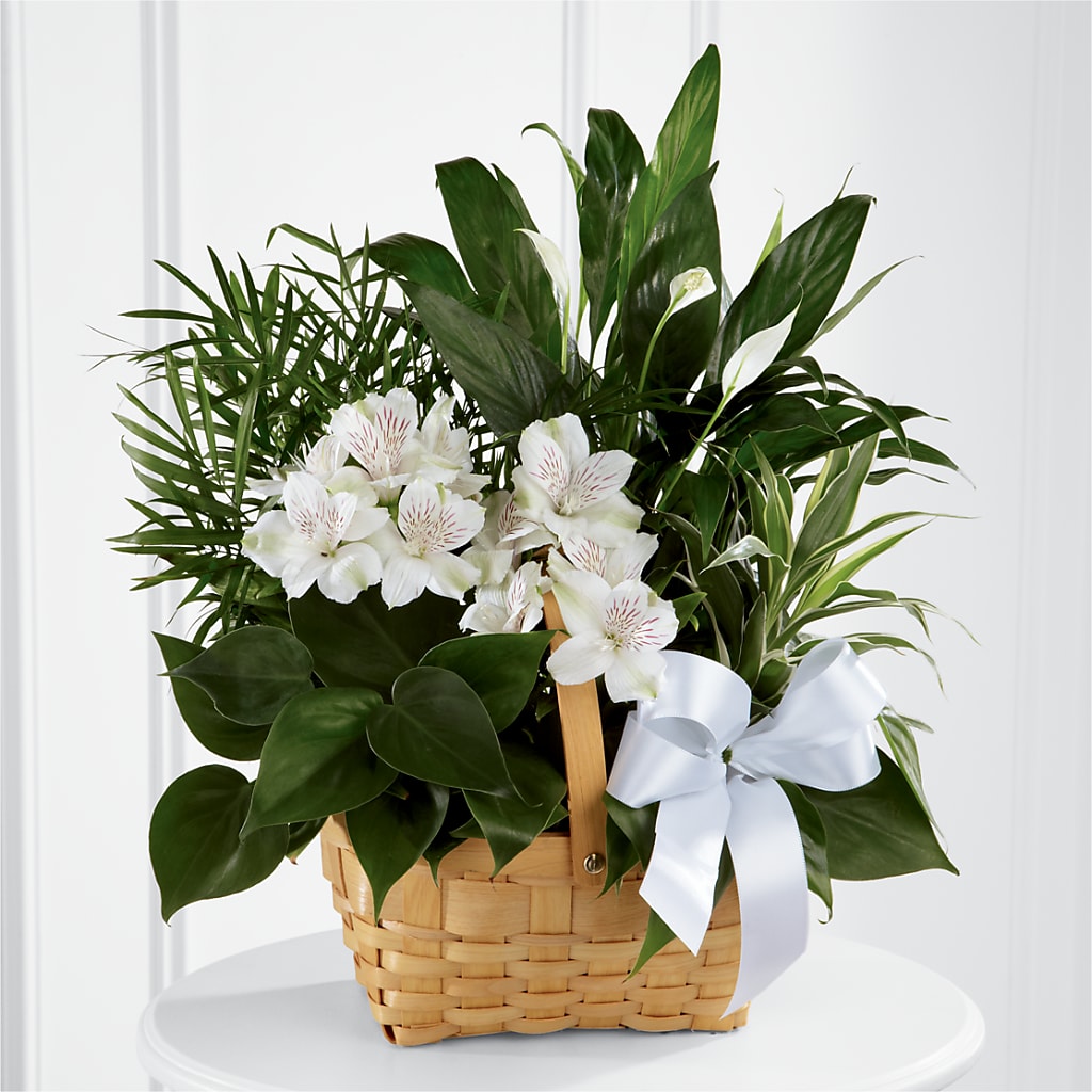 Peace & Serenity Dishgarden – GAETA'S FLOWERS, Los Gatos CA