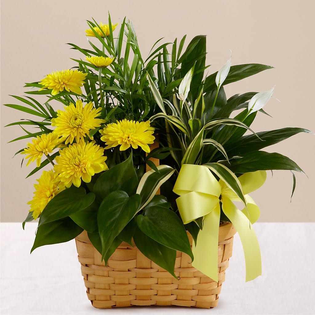 Loving Light Dishgarden – GAETA'S FLOWERS, Los Gatos CA