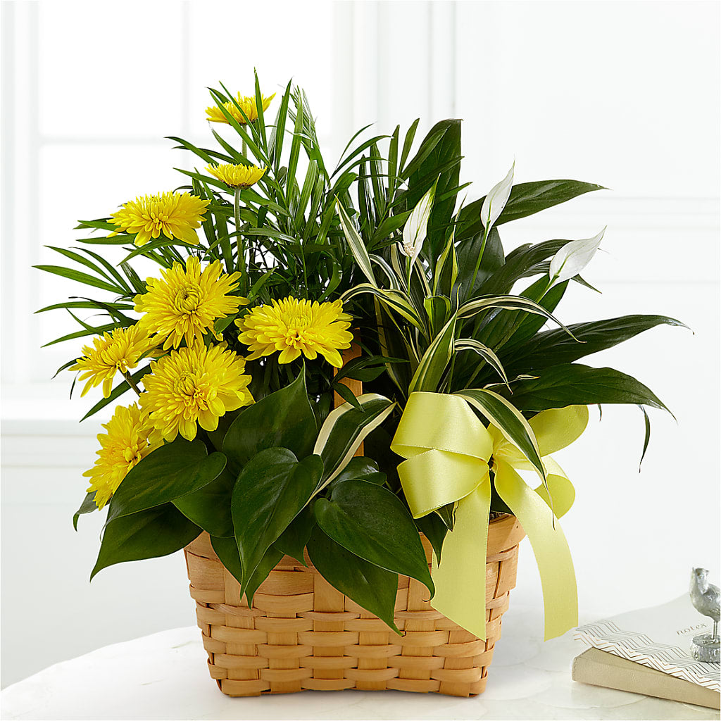 Loving Light Dishgarden – GAETA'S FLOWERS, Los Gatos CA