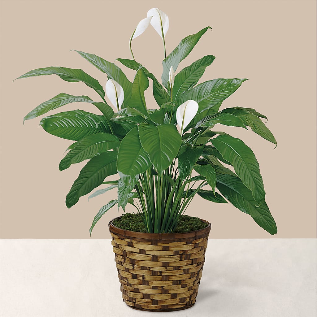 Tranquil Moments Peace Lily Plant – GAETA'S FLOWERS, Los Gatos CA