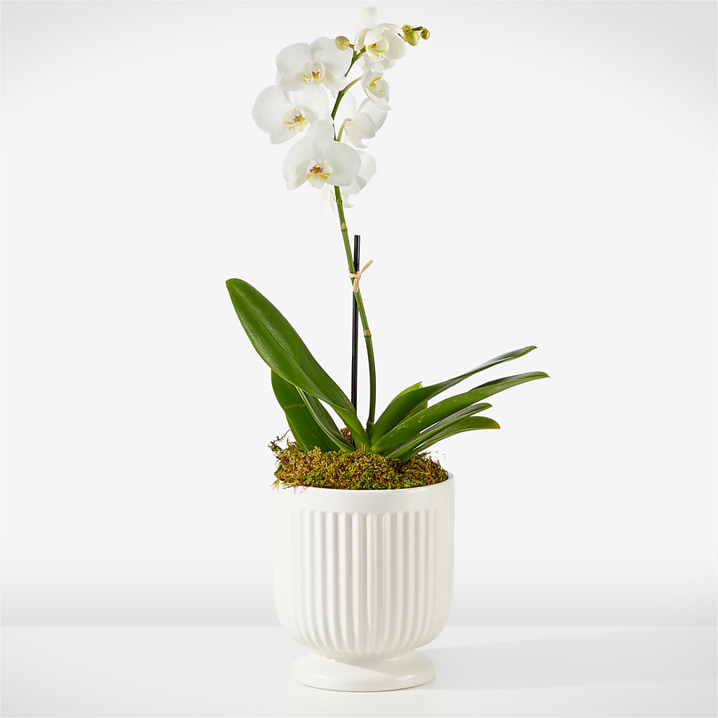 Whispering White Orchid – GAETA'S FLOWERS, Los Gatos CA