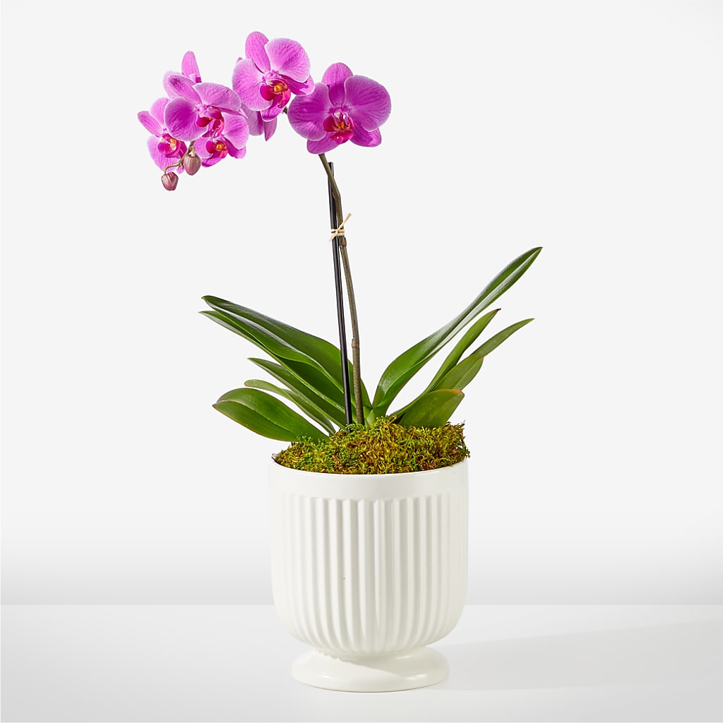 Friendly Fuchsia Orchid – GAETA'S FLOWERS, Los Gatos CA