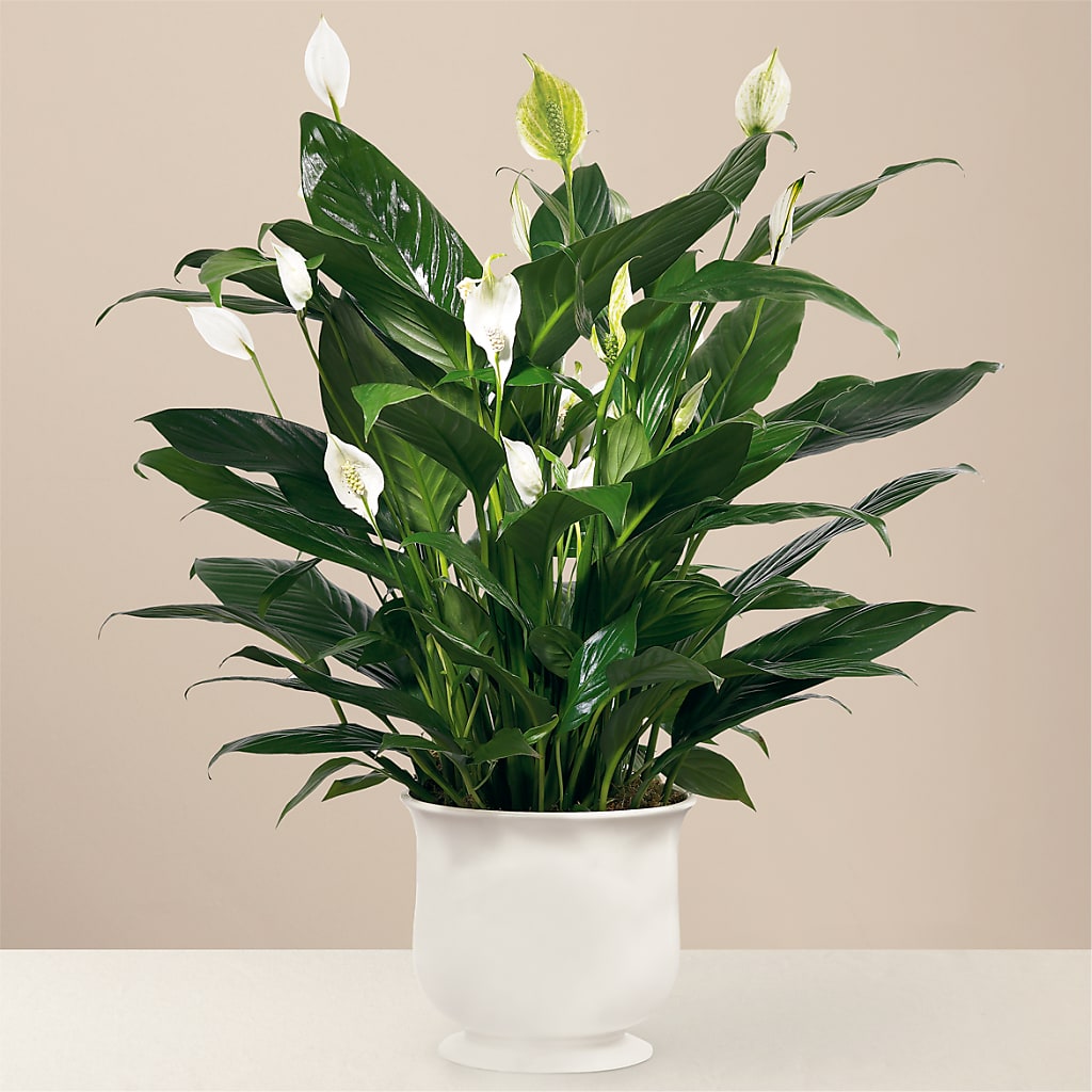 Comfort Planter – GAETA'S FLOWERS, Los Gatos CA