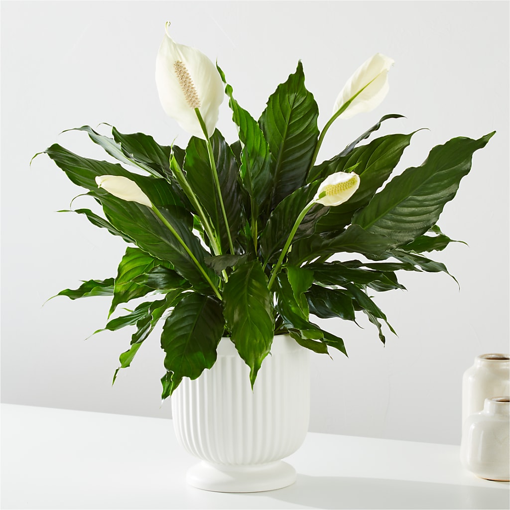 Comfort Planter – GAETA'S FLOWERS, Los Gatos CA