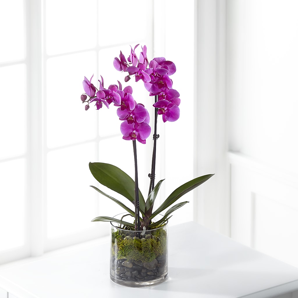 Pink Orchid Plant – GAETA'S FLOWERS, Los Gatos CA