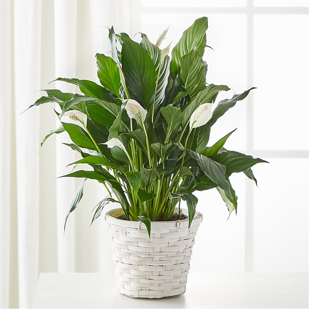 A New Leaf Peace Lily – GAETA'S FLOWERS, Los Gatos CA