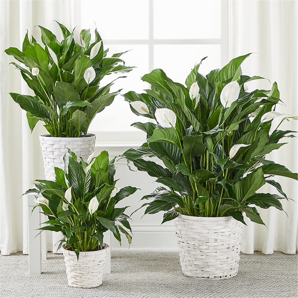 A New Leaf Peace Lily – GAETA'S FLOWERS, Los Gatos CA