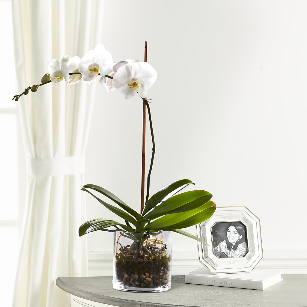 White Orchid Planter – GAETA'S FLOWERS, Los Gatos CA