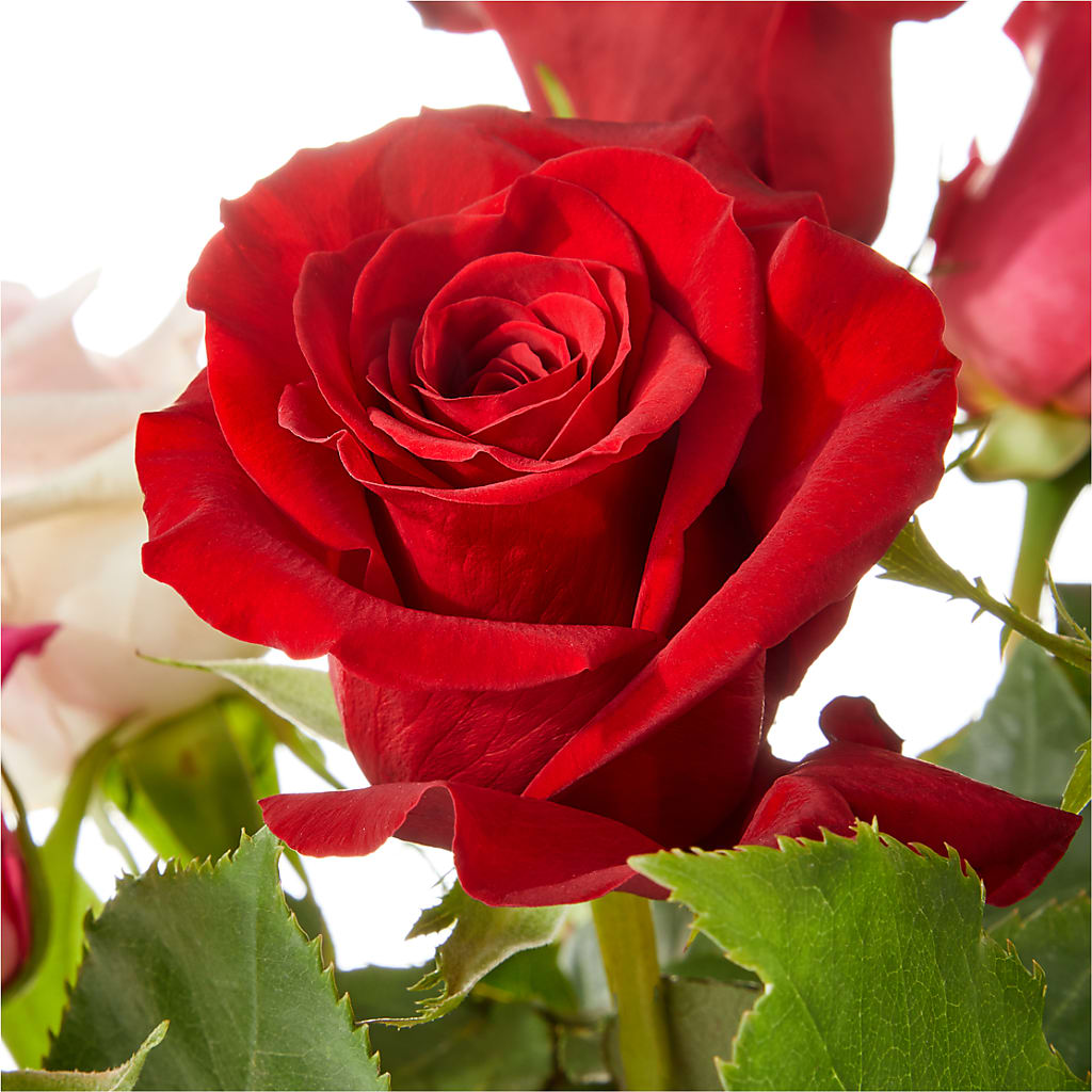 Love Notes Rose Bouquet – GAETA'S FLOWERS, Los Gatos CA