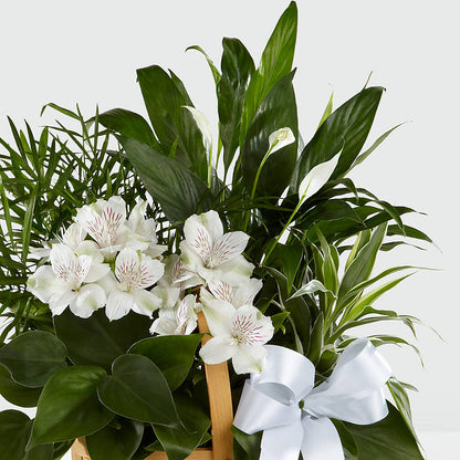 Peace & Serenity Dishgarden – GAETA'S FLOWERS, Los Gatos CA
