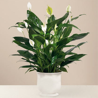Comfort Planter – GAETA'S FLOWERS, Los Gatos CA