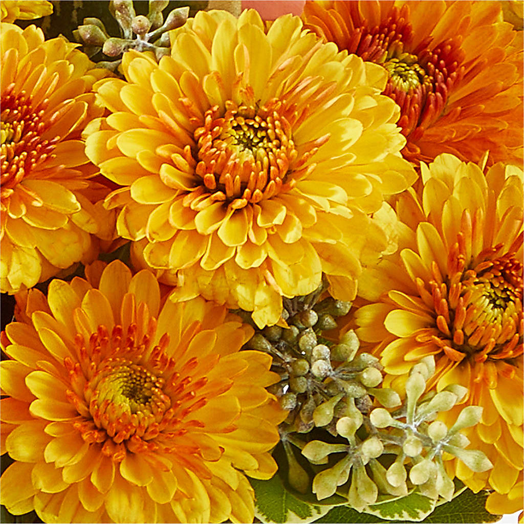 Peachy Pumpkin – GAETA'S FLOWERS, Los Gatos CA