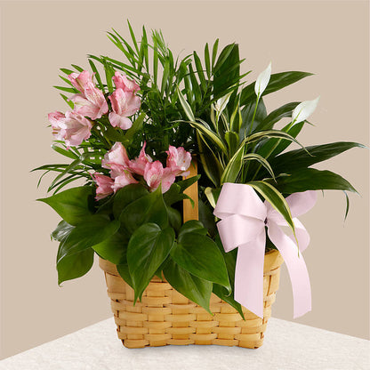 Living Spirit Dishgarden – GAETA'S FLOWERS, Los Gatos CA