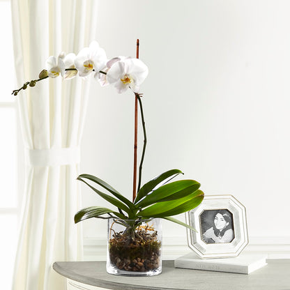 White Orchid Planter – GAETA'S FLOWERS, Los Gatos CA